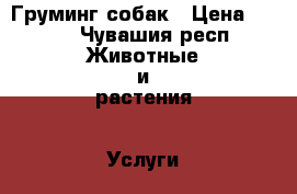 Груминг собак › Цена ­ 500 - Чувашия респ. Животные и растения » Услуги   